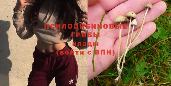 дурь Бородино