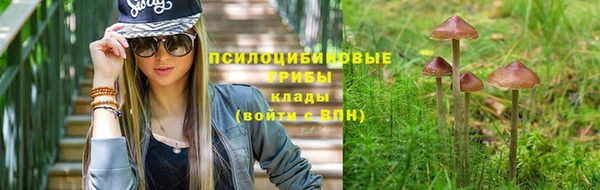 дурь Бородино